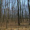 Forest Boyd Big Tree State Park Harrisburg PA 2311