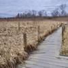 Boardwalk through the fen.