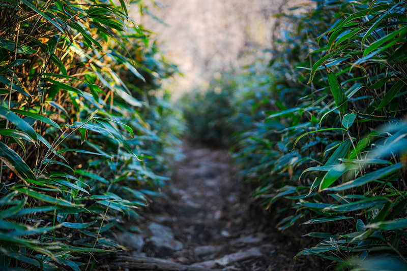 Ridge top trail through bamboo lined forests