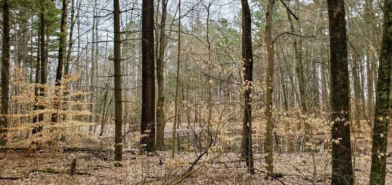 Wildlife pond in the woods