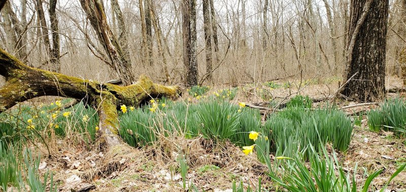 Springtime daffodils.