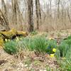 Springtime daffodils.