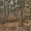 Trail through the pines