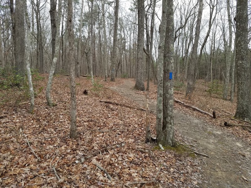 Trail through the woods