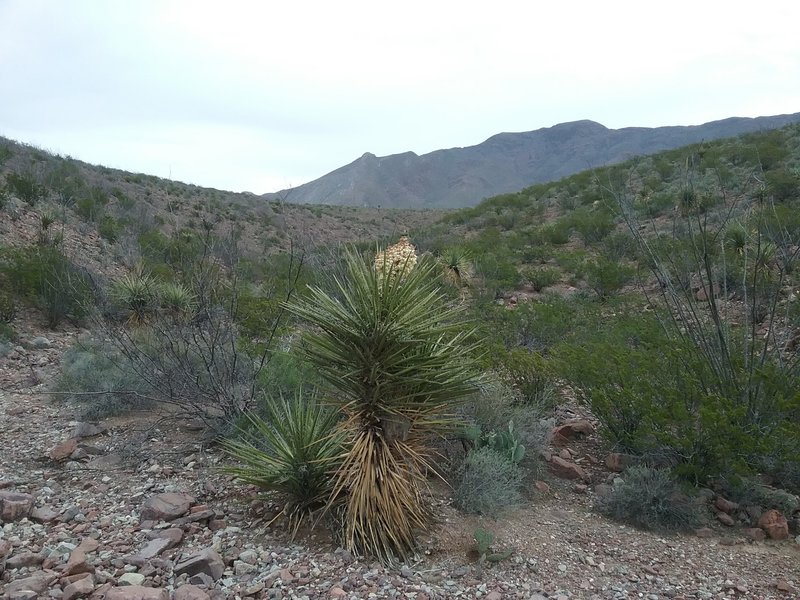 View of the Franklin Mountains and Banana Yuccas in bloom.