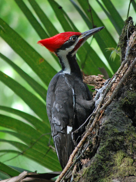 Pileated woodpecker