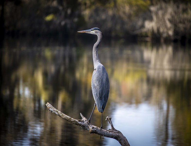 Great Blue Heron