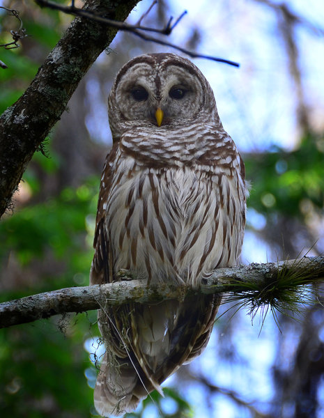 Barred Owl at Lettuce Lake