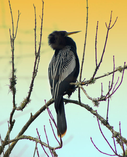 Anhinga at Twilight