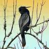 Anhinga at Twilight