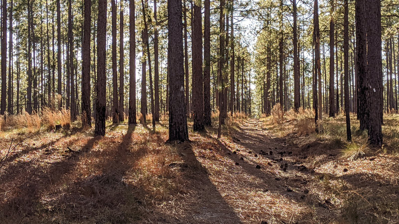 A straight-away through a pine forest in the evening.