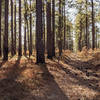 A straight-away through a pine forest in the evening.