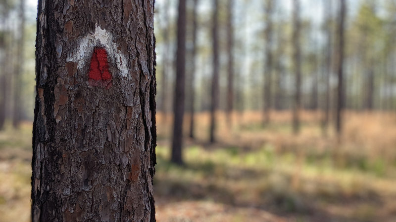 Trail blazes on a pine tree.