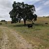 Sunol Regional Wilderness