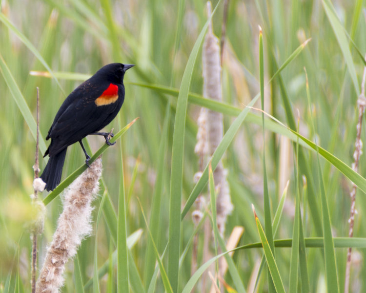 Red Winged Blackbird