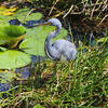 Tri Colored Heron