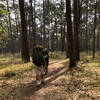 Open pine forest.