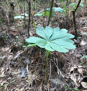 Mayapple, also called Mandrake.