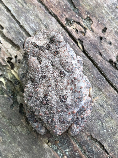 Woodhouse's Toad