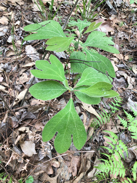 Young Sassafras tree.