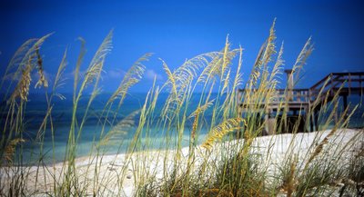 Honeymoon Island Sea Oats