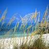 Honeymoon Island Sea Oats