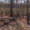 Pine and palm forst in Starkey Wilderness.