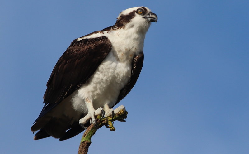 Osprey