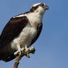 Osprey