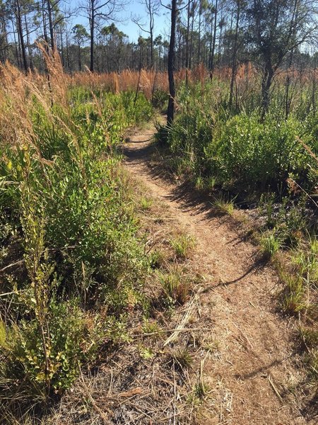 Smooth rolling singletrack through open trees