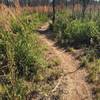 Smooth rolling singletrack through open trees