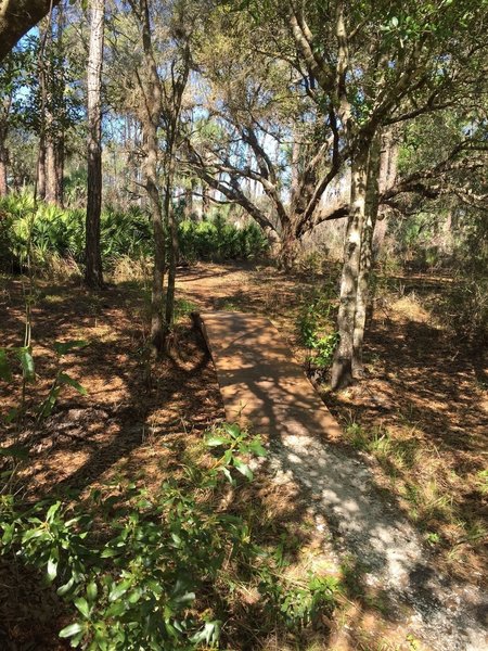 Yet another bridge aids your passage over wet spots on the BoldlyGo Trail.