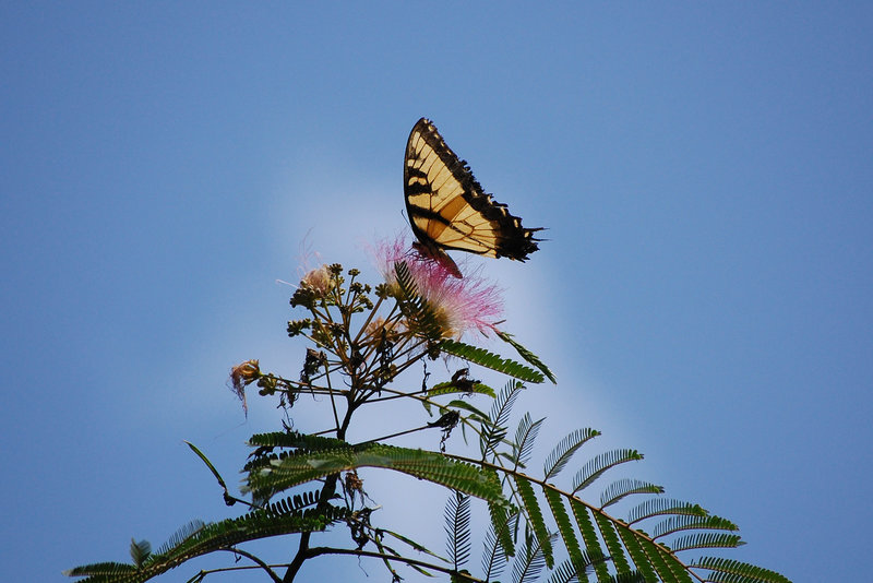 Butterfly sitting on a Mimosa Flower