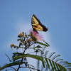 Butterfly sitting on a Mimosa Flower