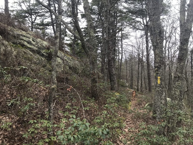 View along trail between summit of Mill Mountain and Ingram Draft.