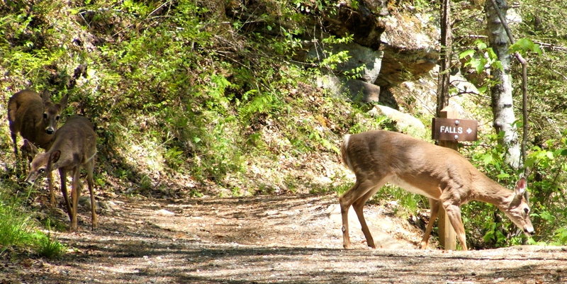 White-Tailed Deer