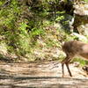 White-Tailed Deer