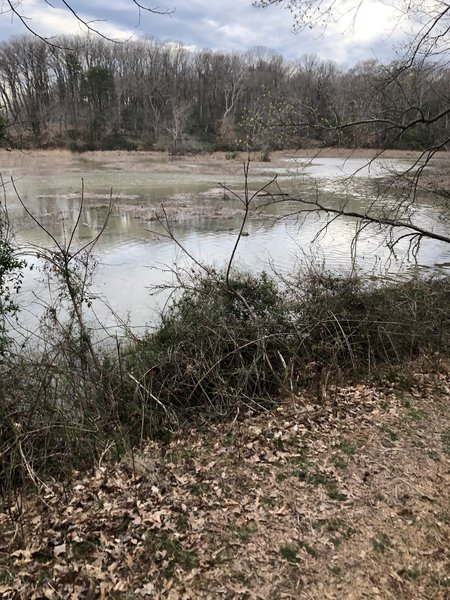 Marsh in the early spring