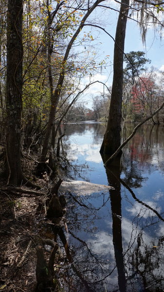 Cypress tree on the Lumber River