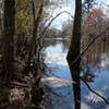 Cypress tree on the Lumber River