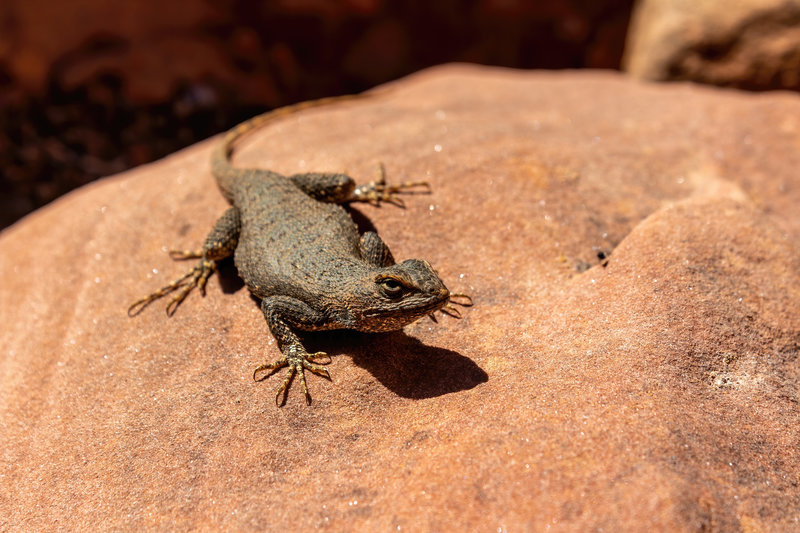 Common Sagebrush Lizard