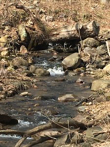 View of the creek just past the trailhead