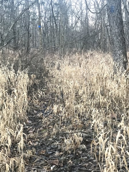 Trail debris. Rough going in some spots.