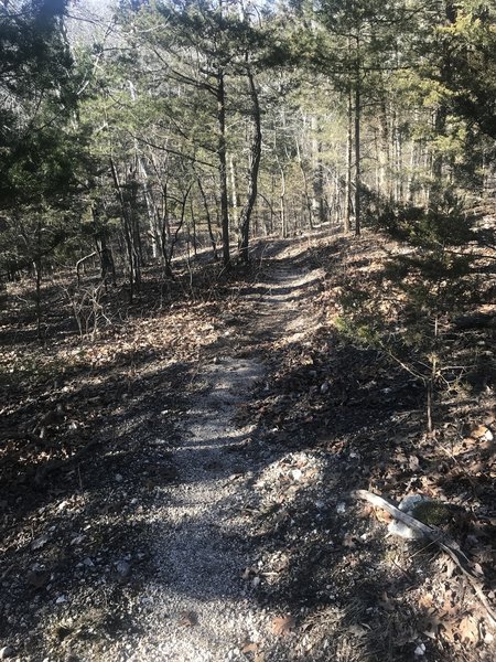 Trail thru cedars