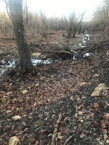 Creek bottom
