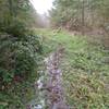 Trail gets a little muddy near the top right before it joins up with some gravel roads that lead to the peak.