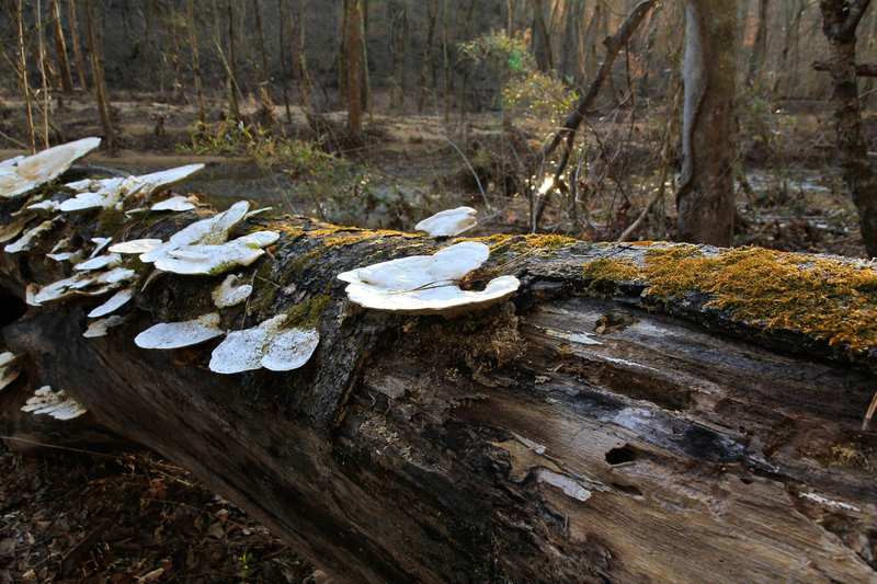 Sipsey Wilderness