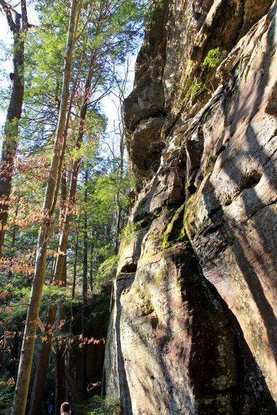 Sipsey Wilderness