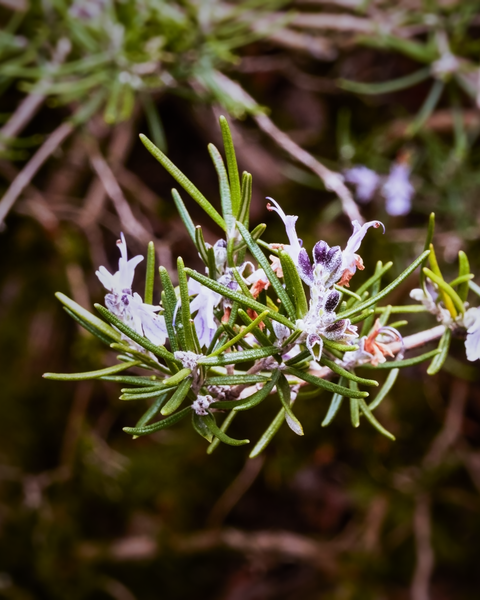 Many plants are starting to open up, but there's not too much pollen in the air right now