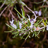 Many plants are starting to open up, but there's not too much pollen in the air right now